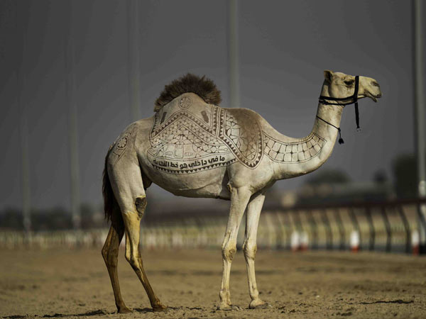 BEEAH launched ‘Race for Life’ campaign to raise awareness on the impact of plastic pollution on camels