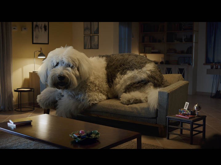 Škoda and Rosapark Present Doug The Dog, Man's Biggest-Best Buddy